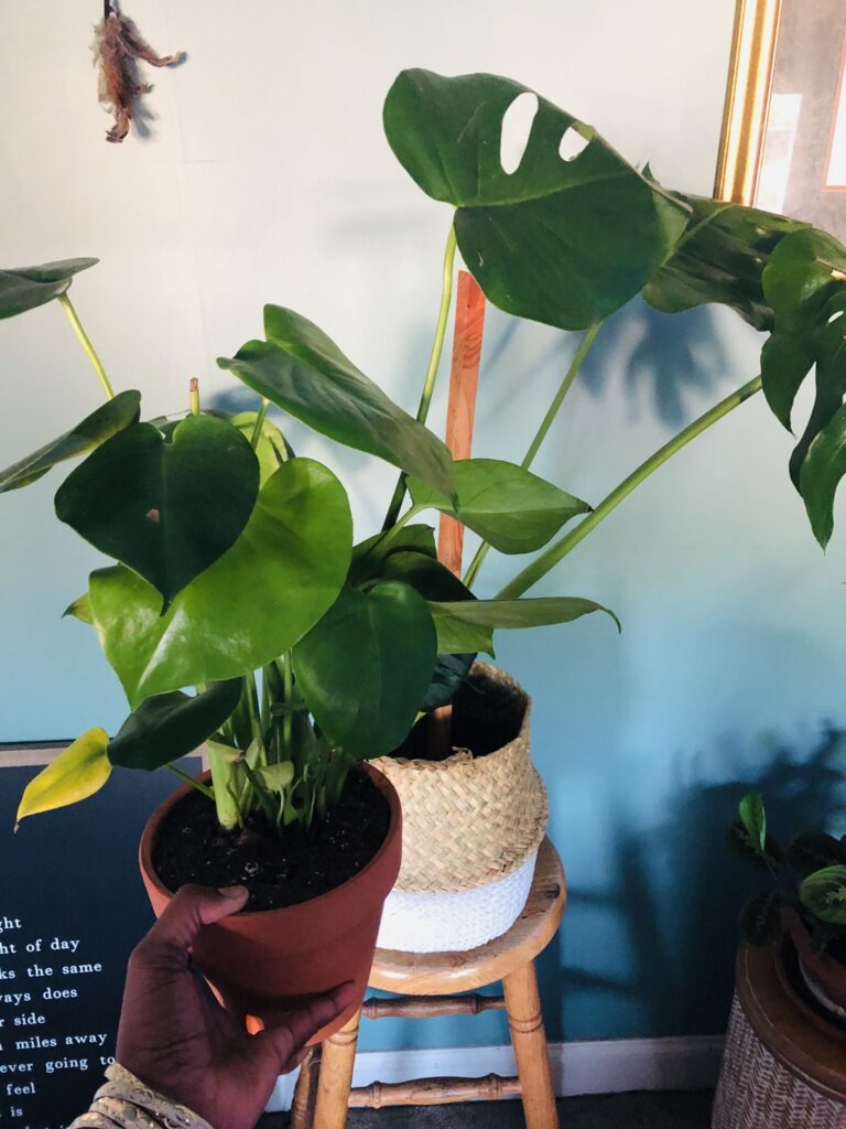 Creating Intentional Botanical Spaces- Monstera Deliciosa 