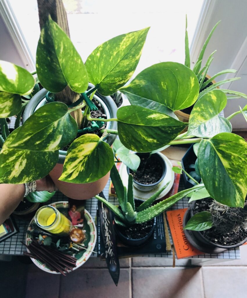 Creating Intentional Botanical Spaces- Golden Pothos 
