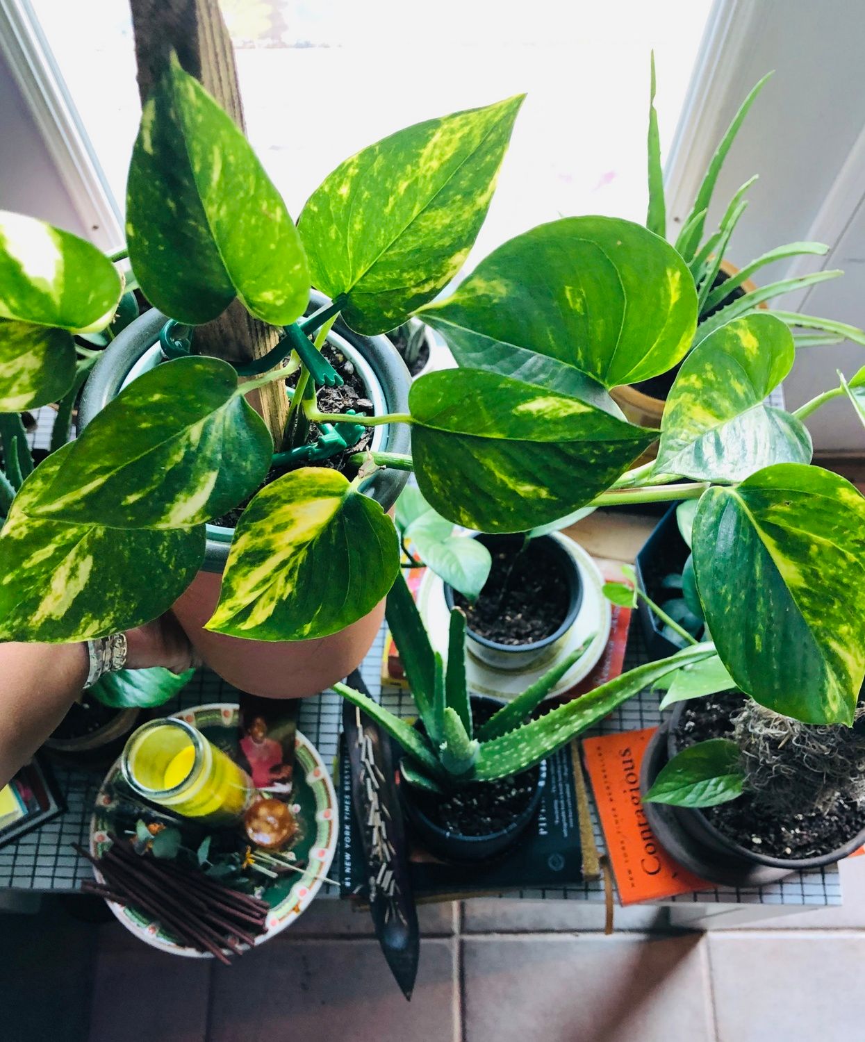 Creating Intentional Botanical Spaces- Golden Pothos
