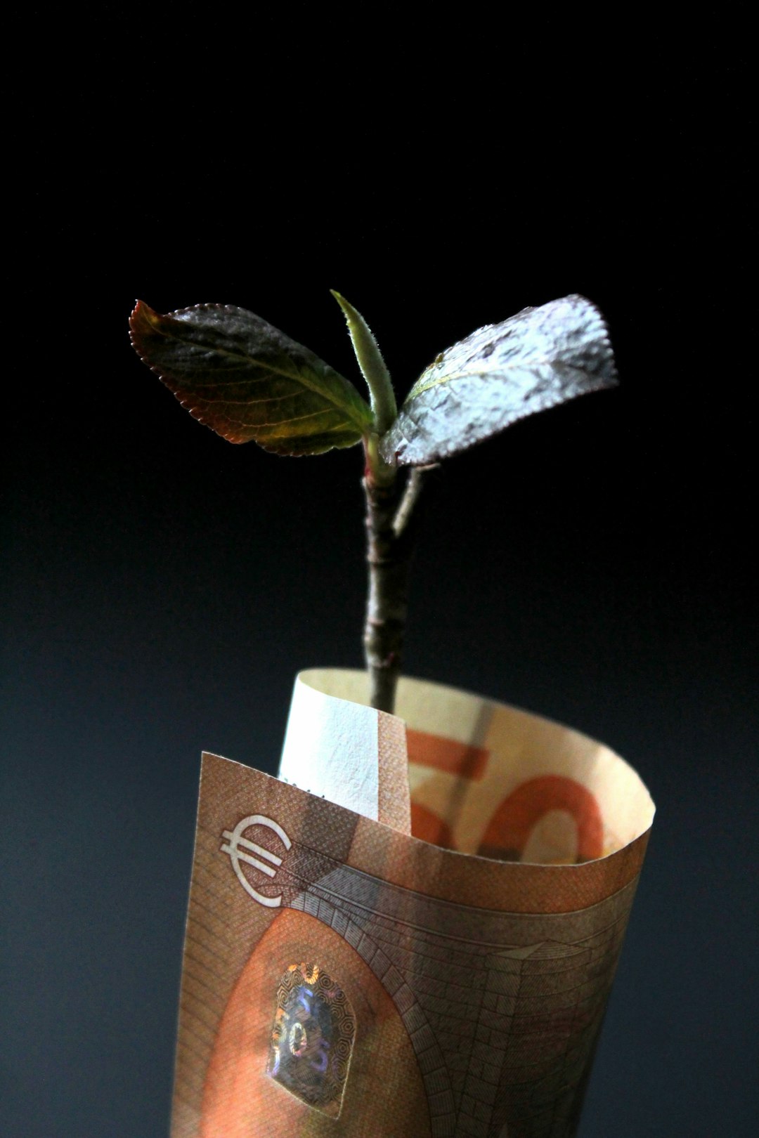 Sustainability Becomes a Market Priority (image credits: unsplash)