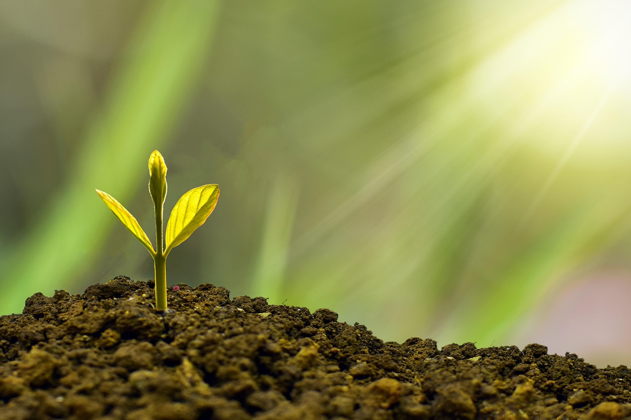The Environmental Impact of Inclusive Fashion's Growing Demand (image credits: pixabay)