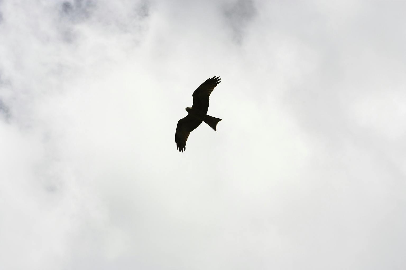 A majestic eagle flying high in a moody sky, showcasing freedom and wildlife beauty.
Ascend, TCF 2026 Theme for the New Year