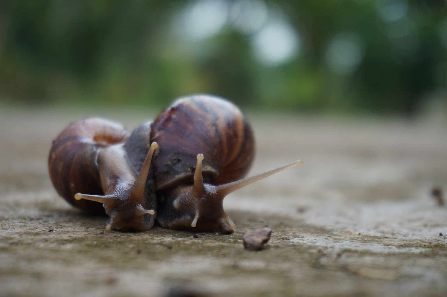 Two brown snails with spiral shells on a sandy surface outdoors.