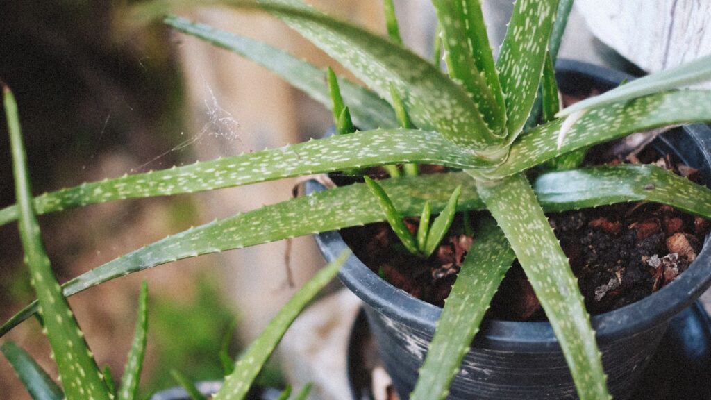 Aloe verra