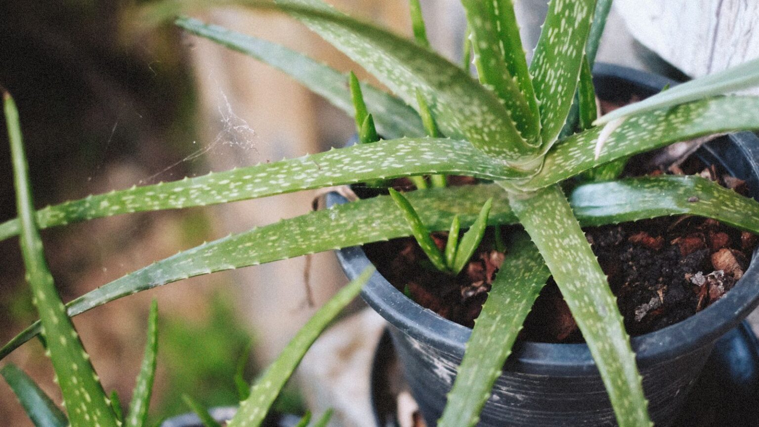 Aloe verra